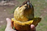 Boletus luridellus image