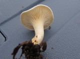 Clitopilus prunulus image