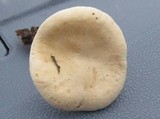 Clitopilus prunulus image