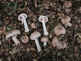Agaricus hondensis image