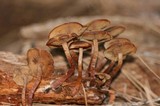 Kuehneromyces lignicola image