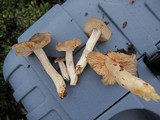 Entoloma ferruginans image