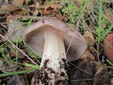 Entoloma ferruginans image