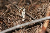 Helvella compressa image