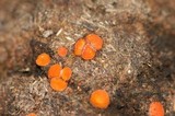 Cheilymenia fimicola image