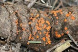 Cheilymenia fimicola image