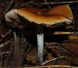 Psilocybe subaeruginosa image