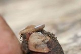 Ciboria rufofusca image