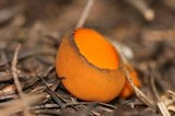 Caloscypha fulgens image