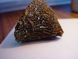 Daedalea quercina image