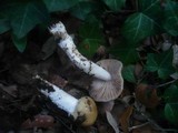 Cortinarius elatior image