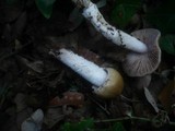 Cortinarius elatior image