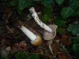 Cortinarius elatior image