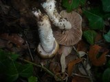 Cortinarius elatior image