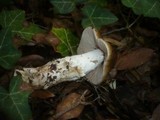 Cortinarius elatior image