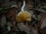 Cortinarius elatior image