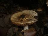 Cortinarius elatior image