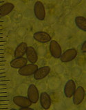 Psilocybe subaeruginosa image