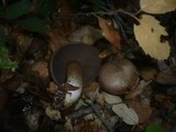 Cortinarius infractus image