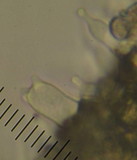 Psilocybe subaeruginosa image