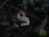 Inocybe tenebrosa image