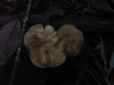 Inocybe tenebrosa image