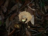 Lactarius chrysorrheus image