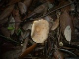 Lactarius chrysorrheus image