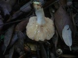 Lactarius chrysorrheus image