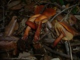 Lactarius fulvissimus image