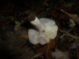 Lactarius luridus image