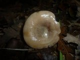 Lactarius luridus image