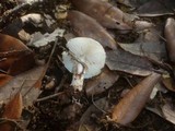 Lepiota forquignonii image