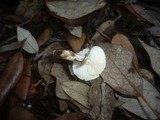 Lepiota forquignonii image