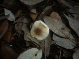 Lepiota forquignonii image