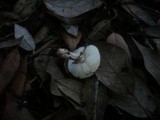 Lepiota forquignonii image