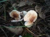 Lepiota helveola image