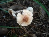 Lepiota helveola image