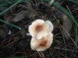 Lepiota helveola image