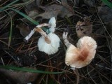 Lepiota helveola image