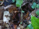 Otidea bufonia image