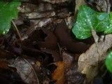 Otidea bufonia image