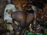 Otidea bufonia image