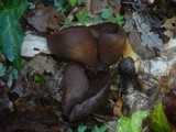 Otidea bufonia image