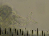 Psilocybe subaeruginosa image