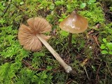 Nolanea verna var. isodiametrica image