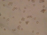 Nolanea verna var. isodiametrica image