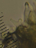 Psilocybe subaeruginosa image