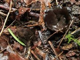 Neournula nordmanensis image