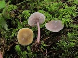 Mycena pura image